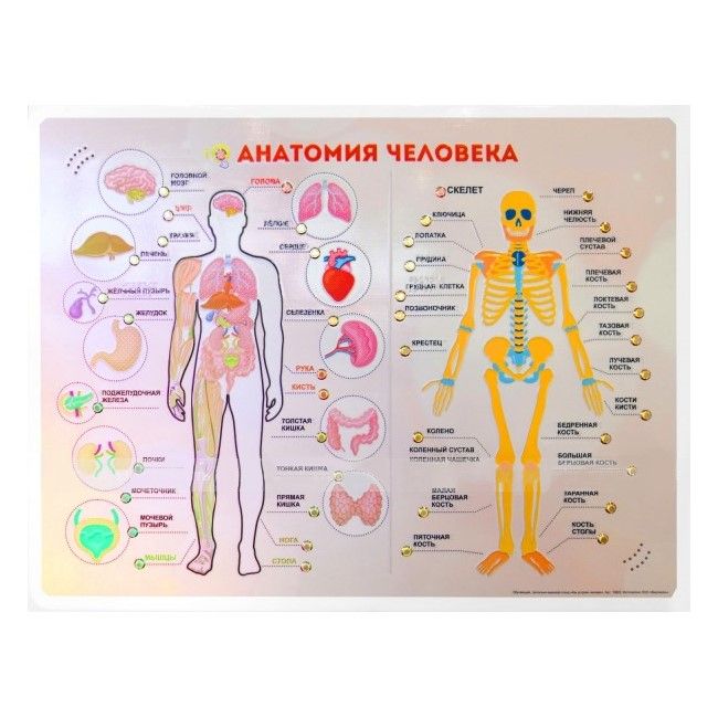 Стенд тактильно-звуковой Анатомия человека 860х650
