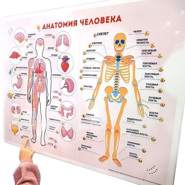 Стенд тактильно-звуковой Анатомия человека с индукционной системой 860х650