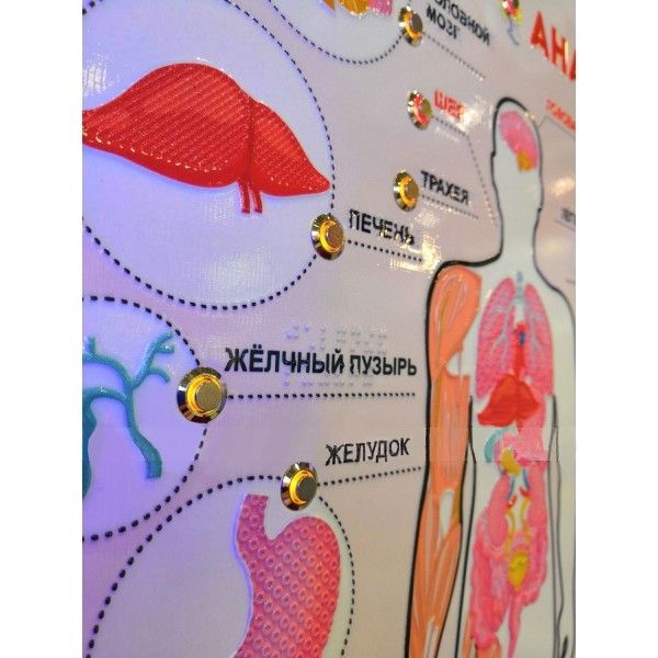 Стенд тактильно-звуковой Анатомия человека с индукционной системой 860х650