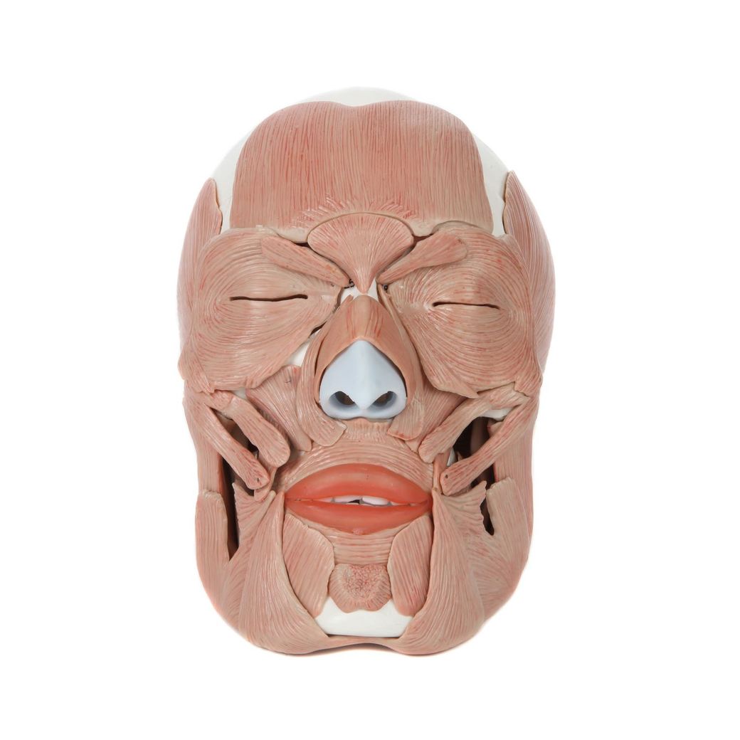 Анатомическая модель лицевых мышц