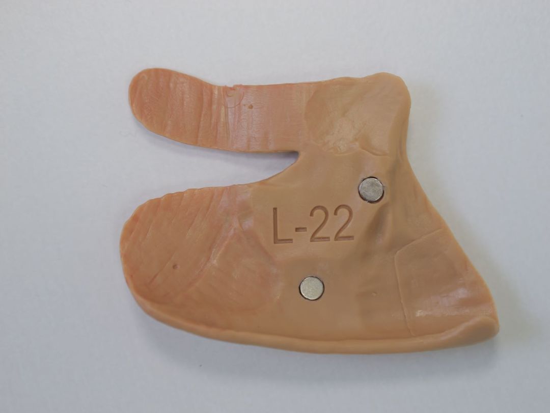 Анатомическая модель лицевых мышц