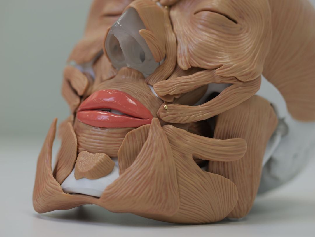 Анатомическая модель лицевых мышц