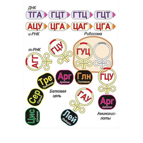 Модель-аппликация Биосинтез белка