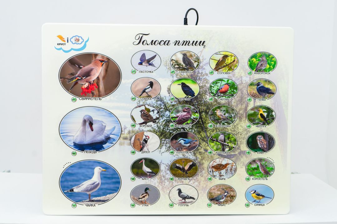 Стенд тактильно-звуковой Голоса птиц с индукционной системой 840х640